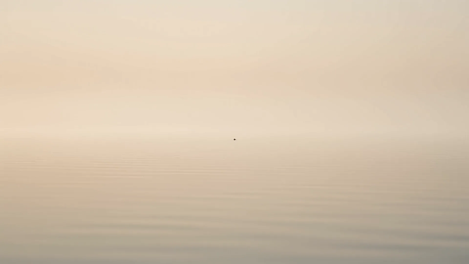 晨雾笼罩平静的浅色水面